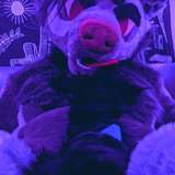 chihuahua leaked from onlyfans