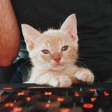 fosterkittendad leaked from onlyfans