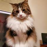 freyjathecat leaked from onlyfans