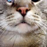 kitcatmeowston leaked from onlyfans