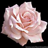 ToxicSnowRose leaked from fansly