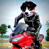 angrybarks leaked from onlyfans