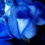 Blue_Rose8900 leaked from fansly