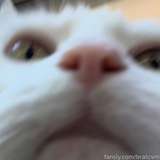 bratcvm leaked from fansly