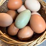 chickenlady_eggs leaked from onlyfans