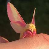 rosy_lepidoptera leaked from onlyfans