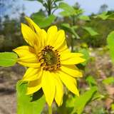 sunflowergirlza leaked from onlyfans