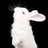urlonelybunny leaked from onlyfans